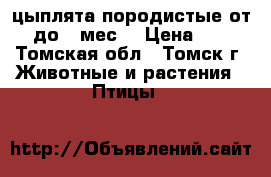  цыплята породистые от 0 до 3 мес. › Цена ­ 70 - Томская обл., Томск г. Животные и растения » Птицы   